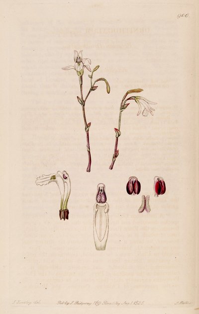 Illustration of Pogonia ophioglossoides (as syn. Pogonia pendula) by M. Hart